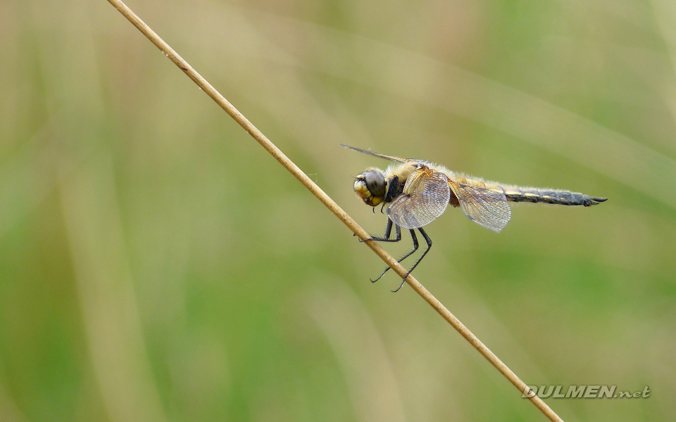 Four-spotted Chaser (Libellula quadrimaculata)